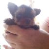 mini yorki szuka k�ly�k